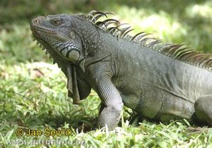 Green Iguana.jpg