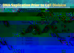 DNAReplication2.jpg