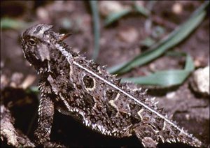 Horned Lizard.jpg