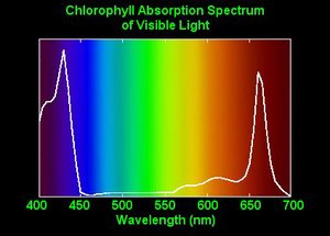 Chlorophyll absorption spectrum