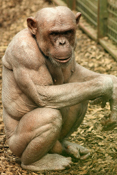 hairless_chimp.jpg